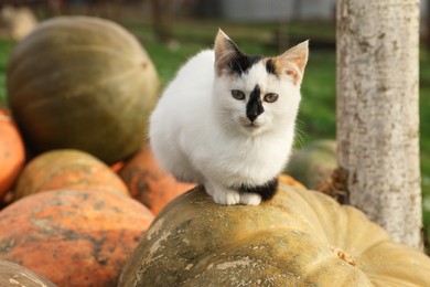 Cute fluffy cat on ripe pumpkin outdoors