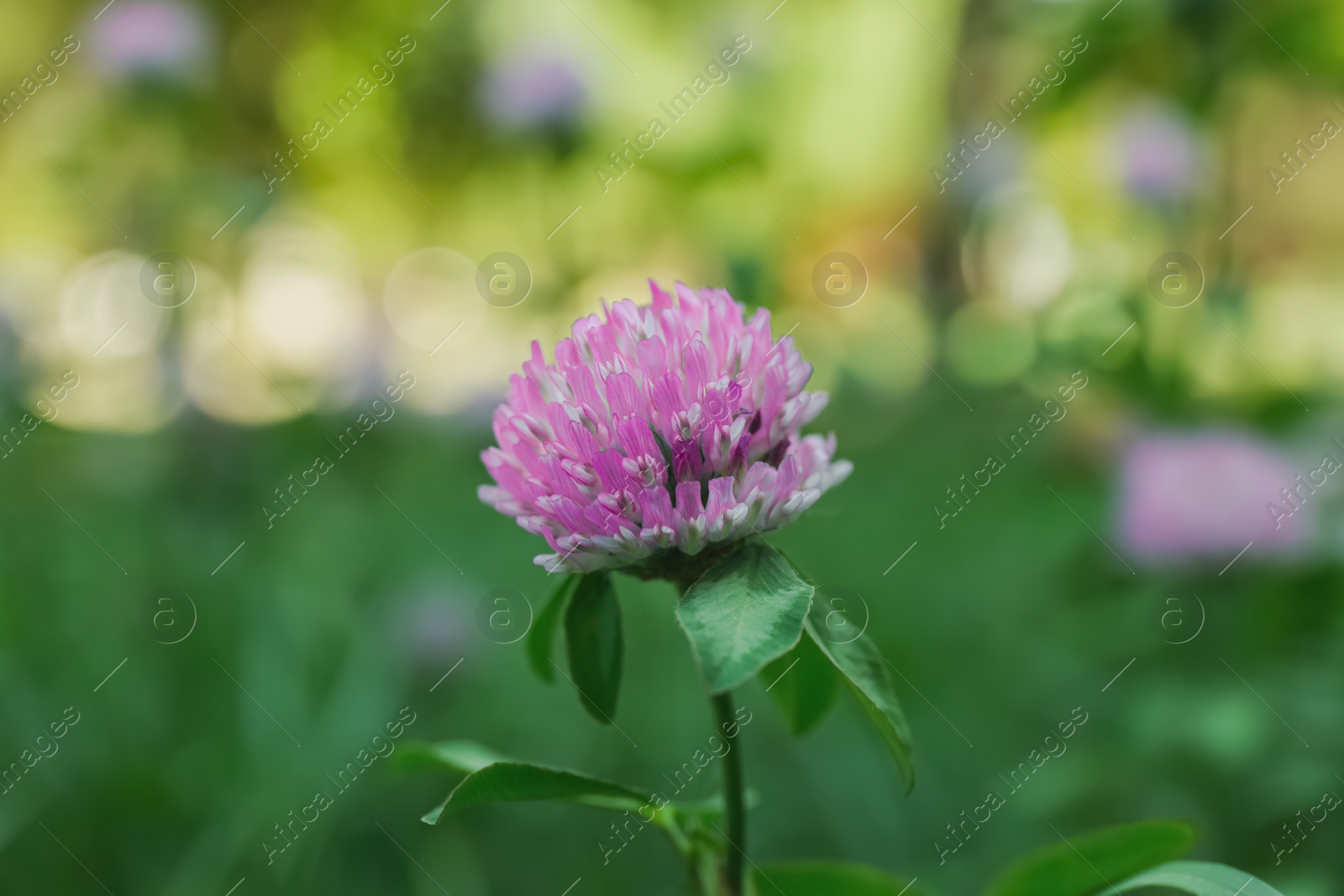 Photo of Beautiful violet clover flower on blurred background, closeup