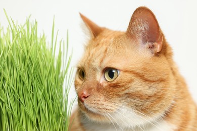 Photo of Cute ginger cat and potted green grass on white background, closeup