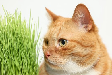 Cute ginger cat and potted green grass on white background, closeup