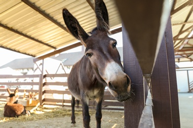 Cute funny donkey on farm. Animal husbandry