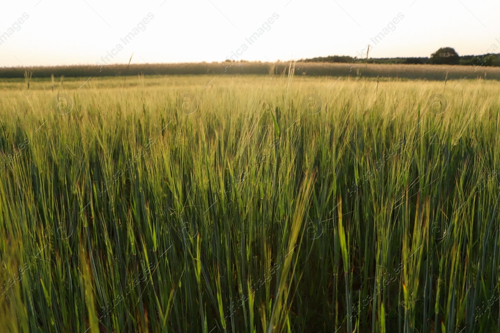 Photo of Beautiful agricultural field with ripening cereal crop on sunny day