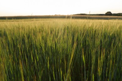 Beautiful agricultural field with ripening cereal crop on sunny day