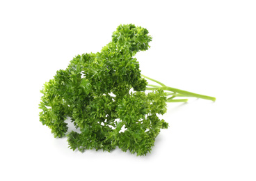 Fresh green curly parsley on white background