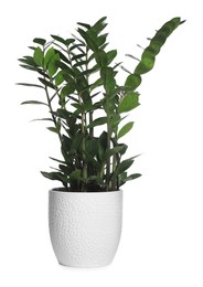 Photo of Beautiful Zamioculcas plant in pot isolated on white. House decor