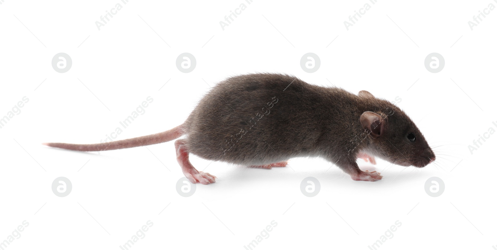 Photo of Small fluffy brown rat on white background