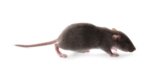 Small fluffy brown rat on white background