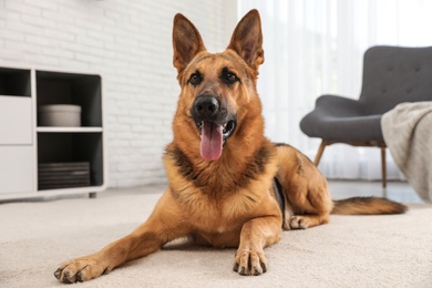 German shepherd on floor in living room