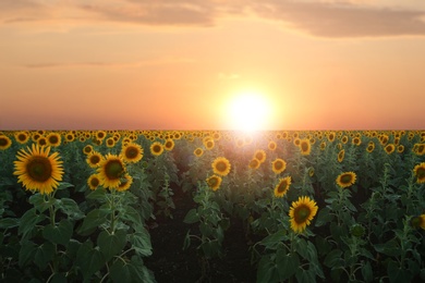 Beautiful view of field with yellow sunflowers at sunset