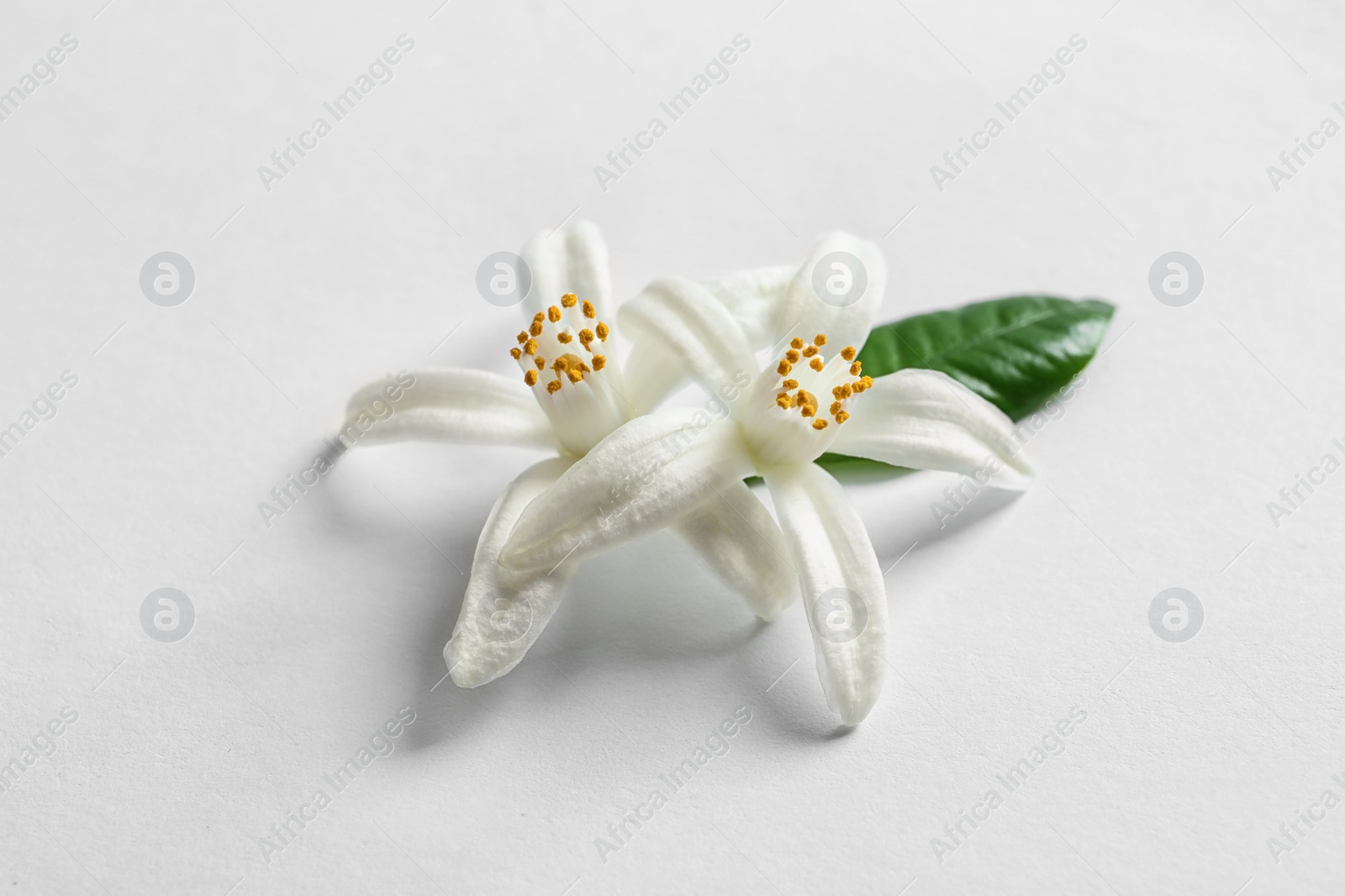 Photo of Beautiful blooming citrus flowers and leaf on white background