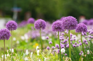 Photo of Beautiful giant onion flowers on blurred background, closeup