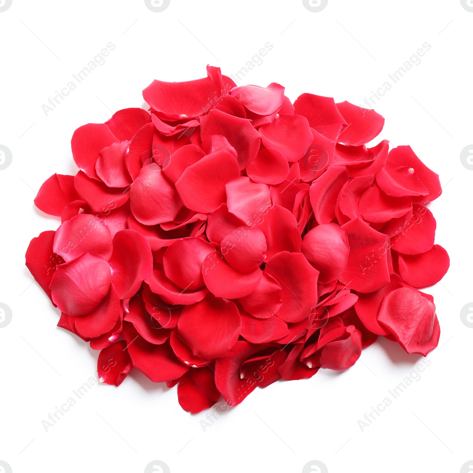 Photo of Pile of red rose petals on white background