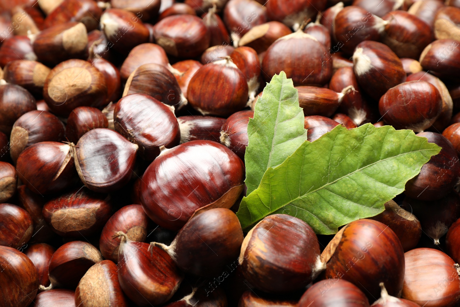 Photo of Fresh edible sweet chestnuts as background, closeup