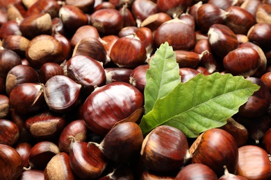 Fresh edible sweet chestnuts as background, closeup