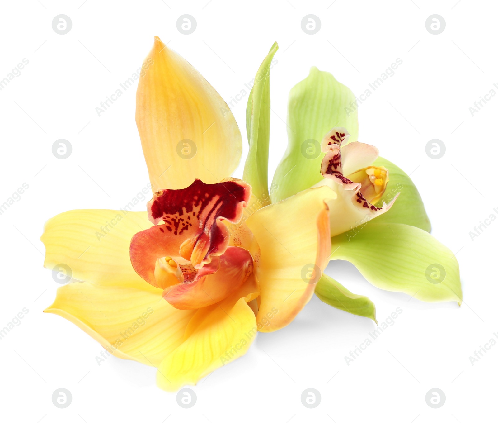 Photo of Beautiful tropical orchid flowers on white background