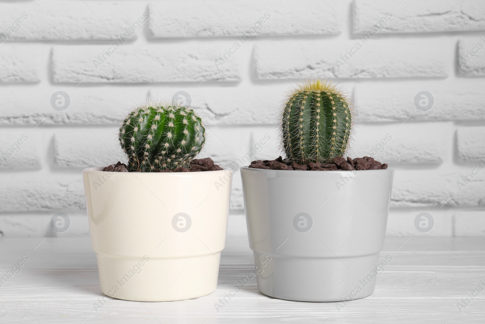 Photo of Beautiful green cacti on white wooden table