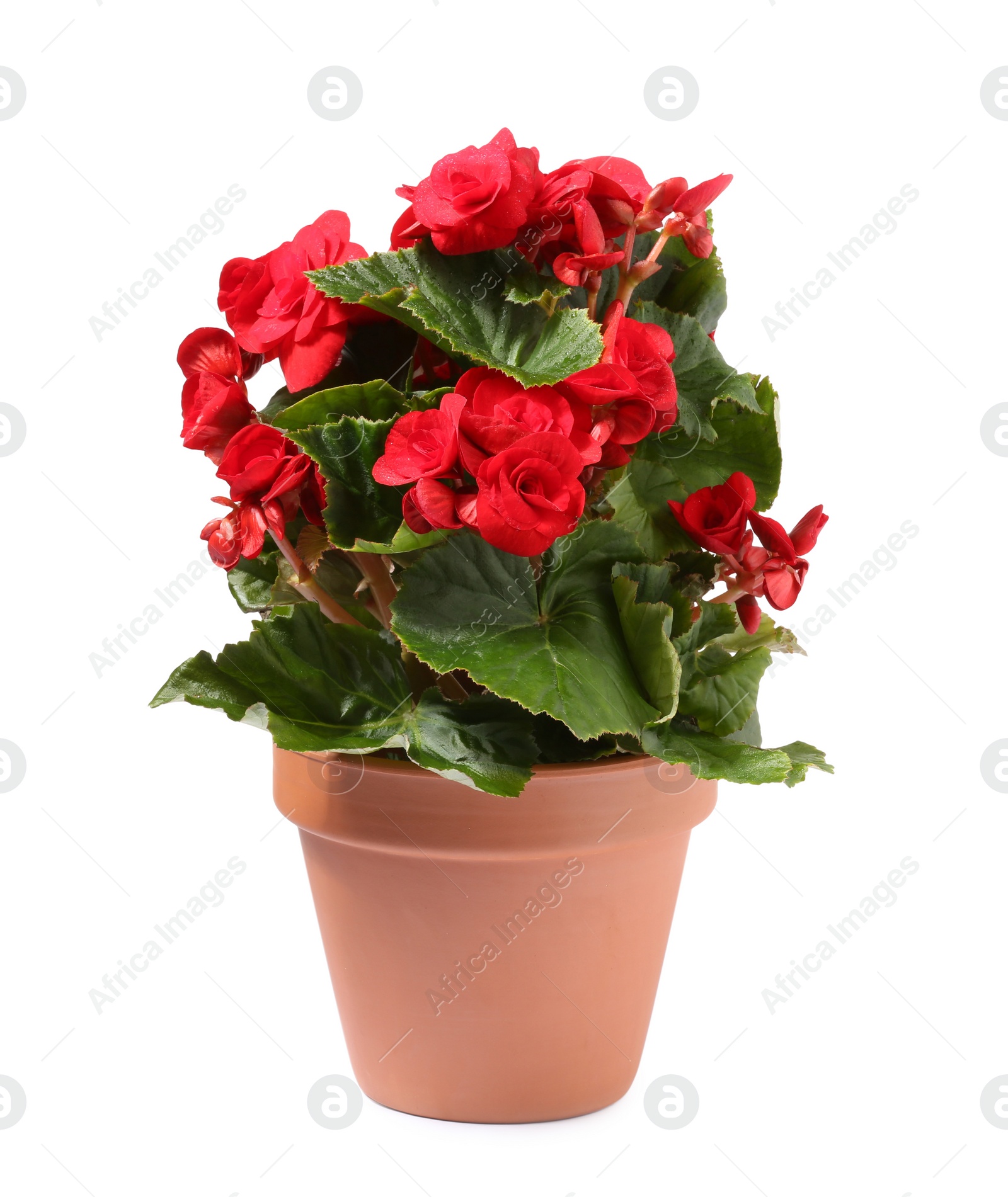 Photo of Begonia flower in terracotta pot isolated on white