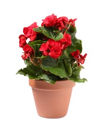 Photo of Begonia flower in terracotta pot isolated on white