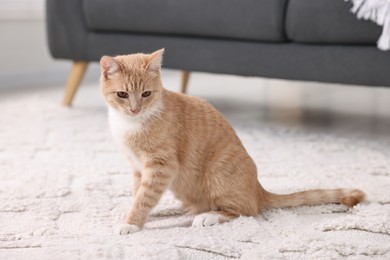 Photo of Cute ginger cat sitting on floor at home