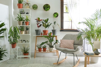 Stylish room interior with different home plants