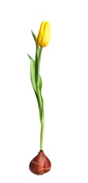 Yellow tulip flower with bulb on white background