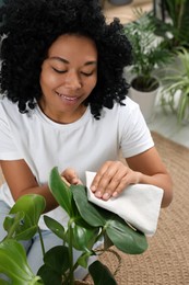 Houseplant care. Woman wiping beautiful monstera leaves indoors