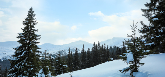 Image of Picturesque view of snowy forest on winter day. Banner design