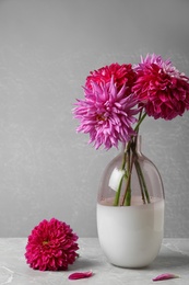 Beautiful dahlia flowers in vase on table against grey background
