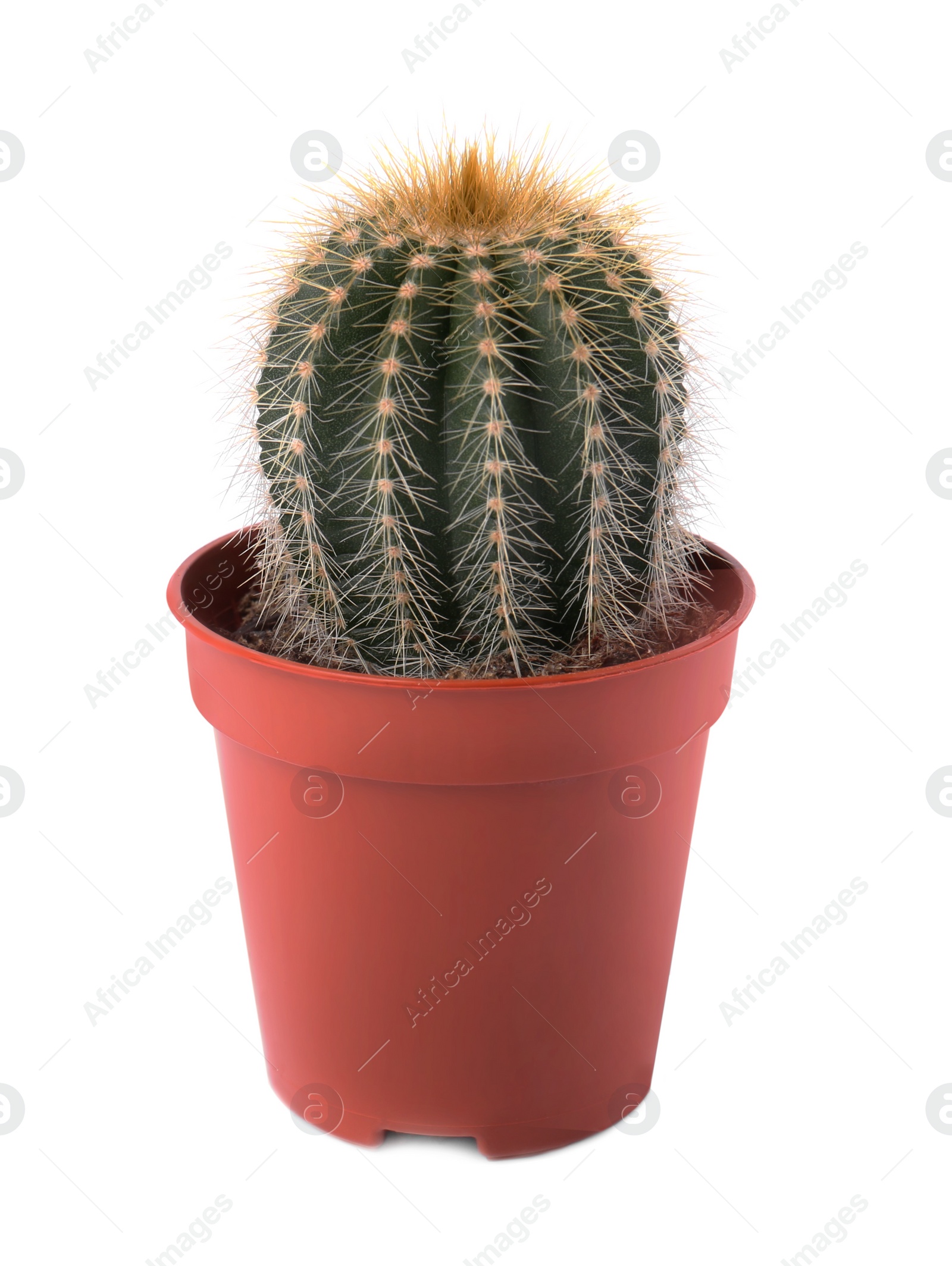 Photo of Beautiful green cactus in pot isolated on white. Tropical plant