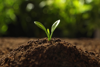 Young seedling in soil on blurred background