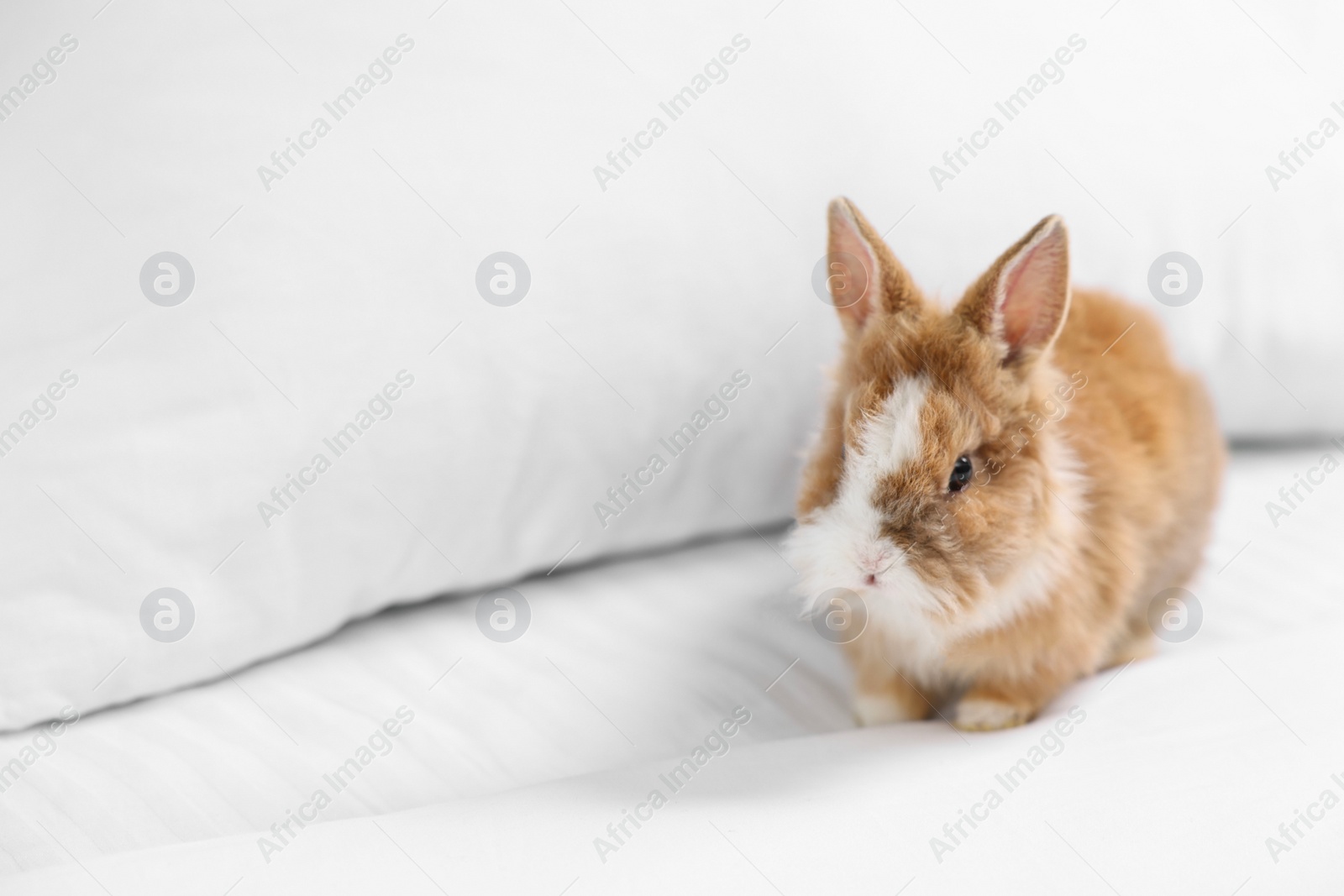 Photo of Cute fluffy pet rabbit on bed. Space for text