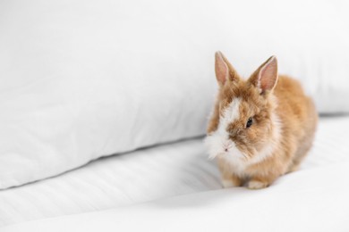 Photo of Cute fluffy pet rabbit on bed. Space for text