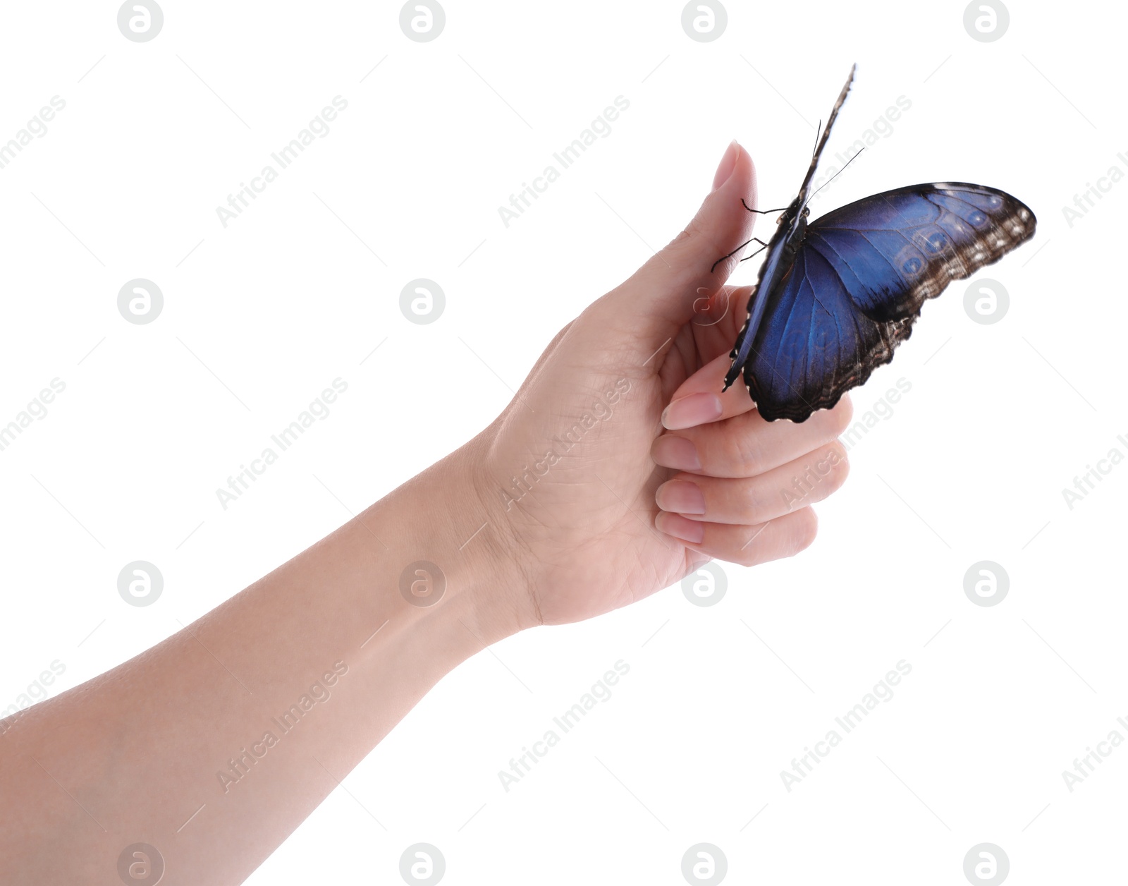 Photo of Woman holding beautiful common morpho butterfly on white background, closeup