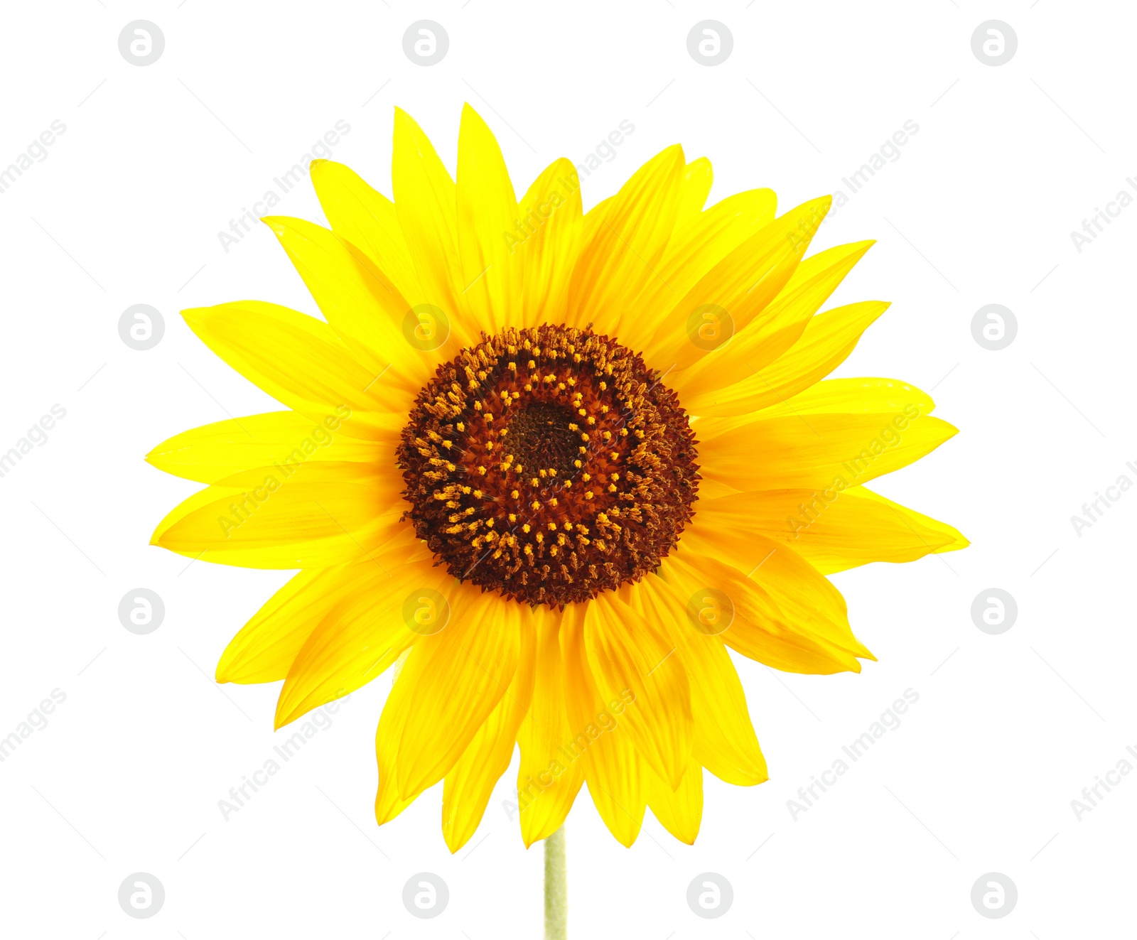 Photo of Beautiful bright yellow sunflower on white background