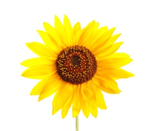 Photo of Beautiful bright yellow sunflower on white background