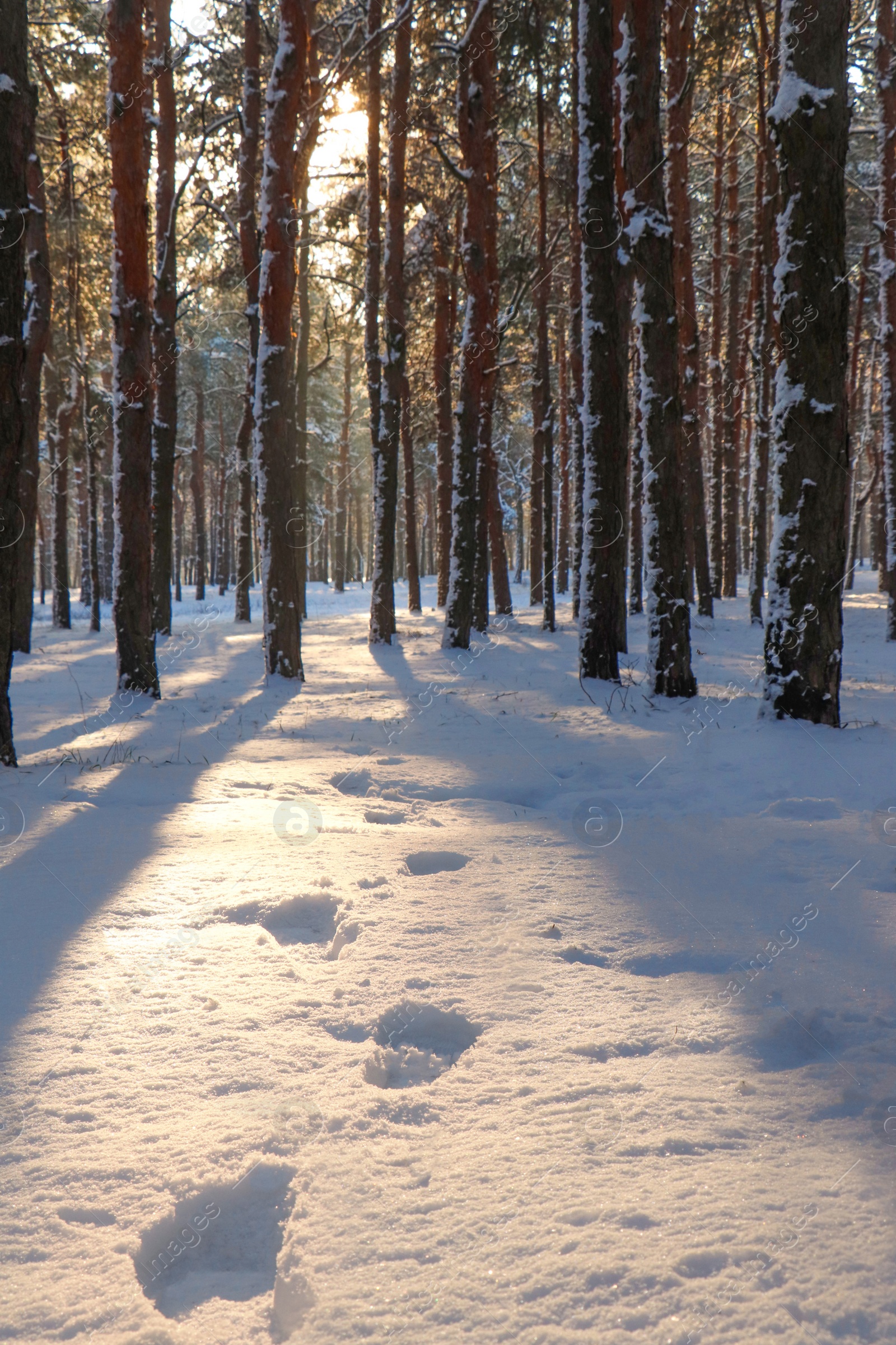 Photo of Footprints in snowy winter forest at sunrise