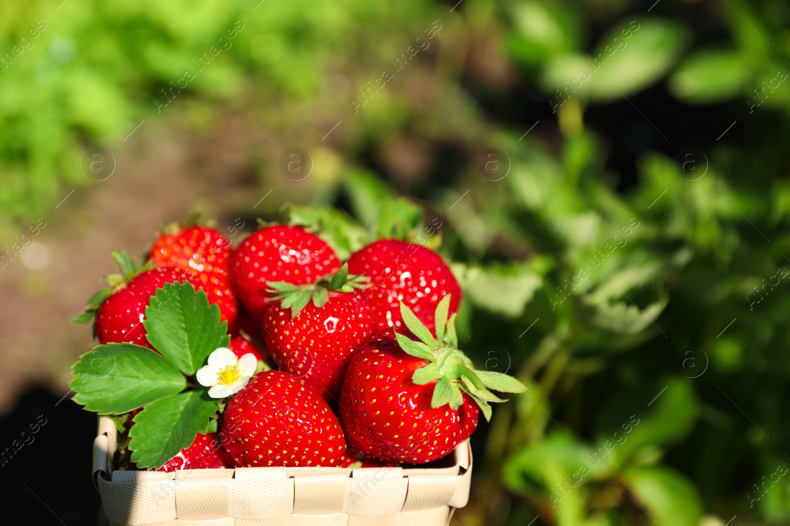 Photo of Basket of ripe strawberries in field on sunny day, closeup