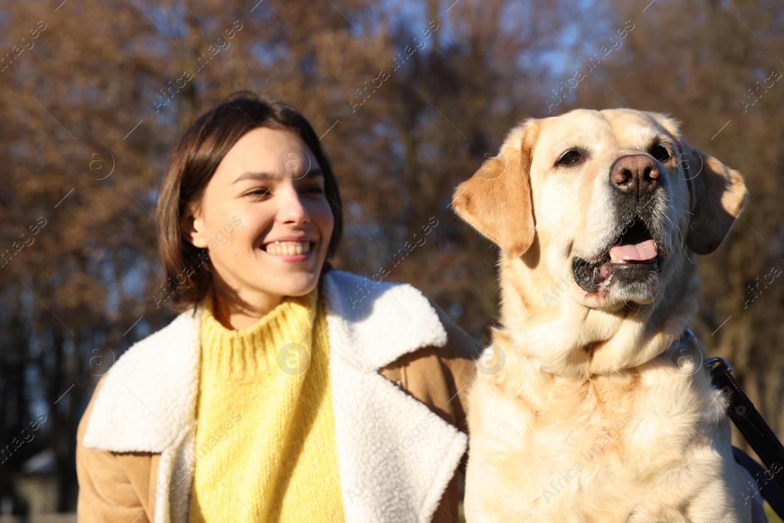 Photo of Beautiful young woman with cute Labrador Retriever on sunny day outdoors