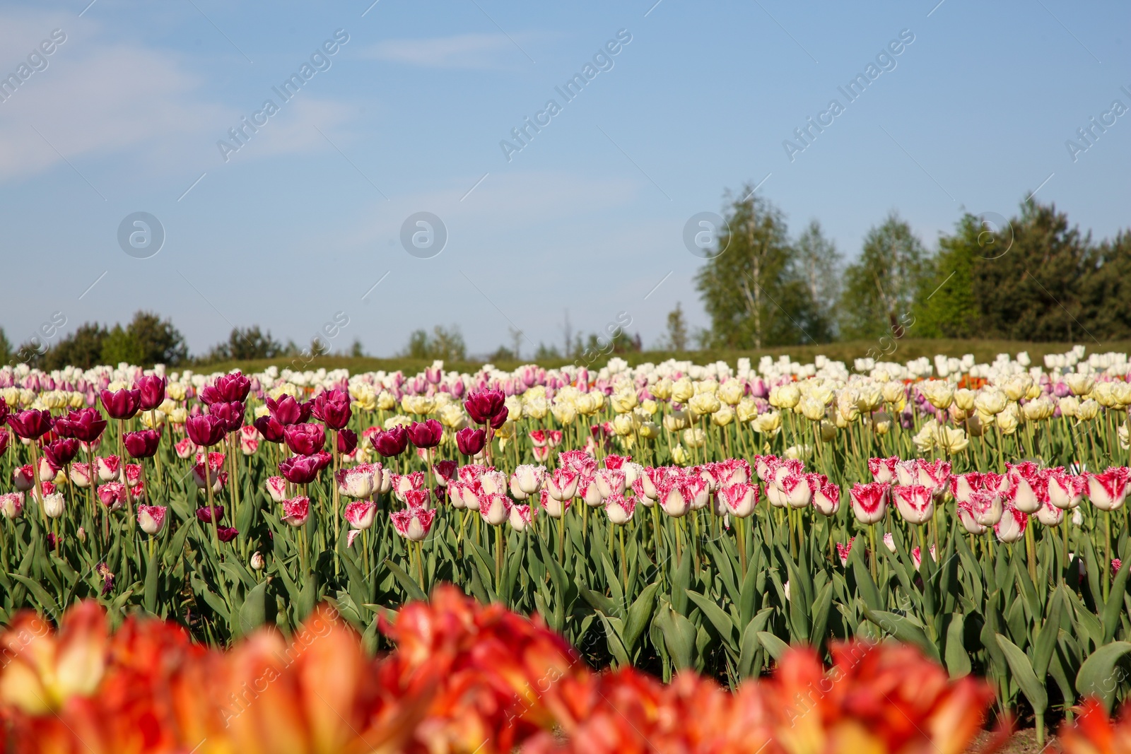 Photo of Beautiful colorful tulip flowers growing in field on sunny day