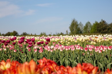 Photo of Beautiful colorful tulip flowers growing in field on sunny day