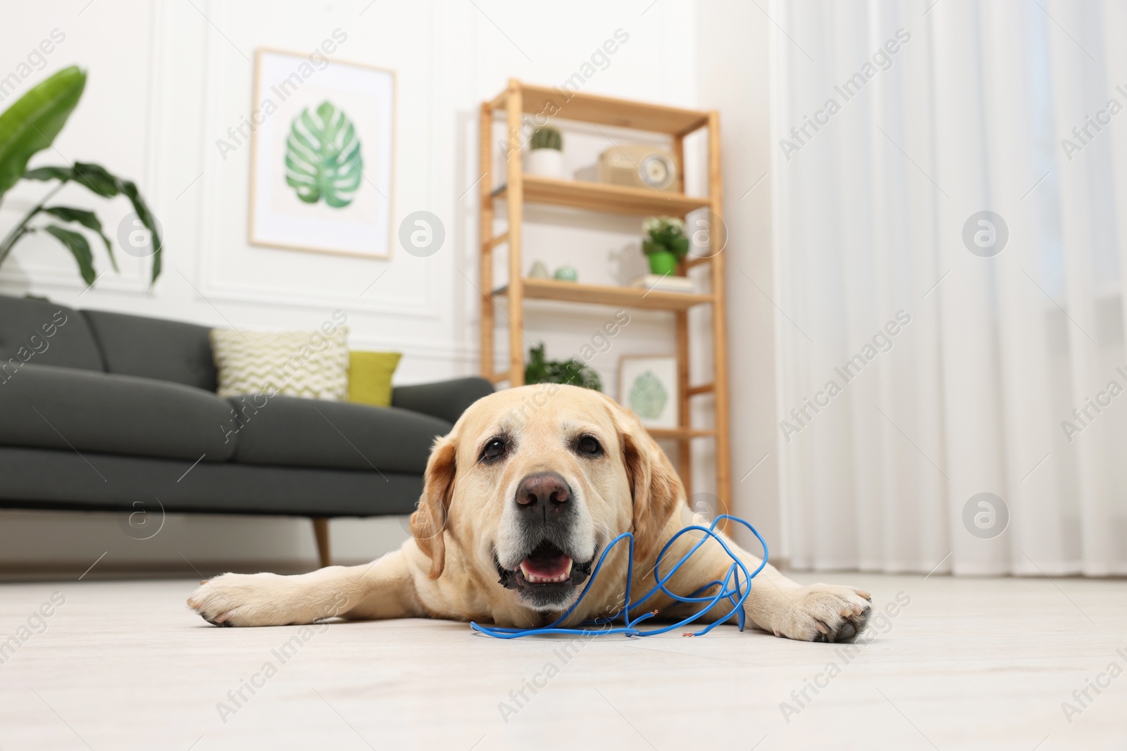 Photo of Naughty Labrador Retriever dog near damaged electrical wire at home