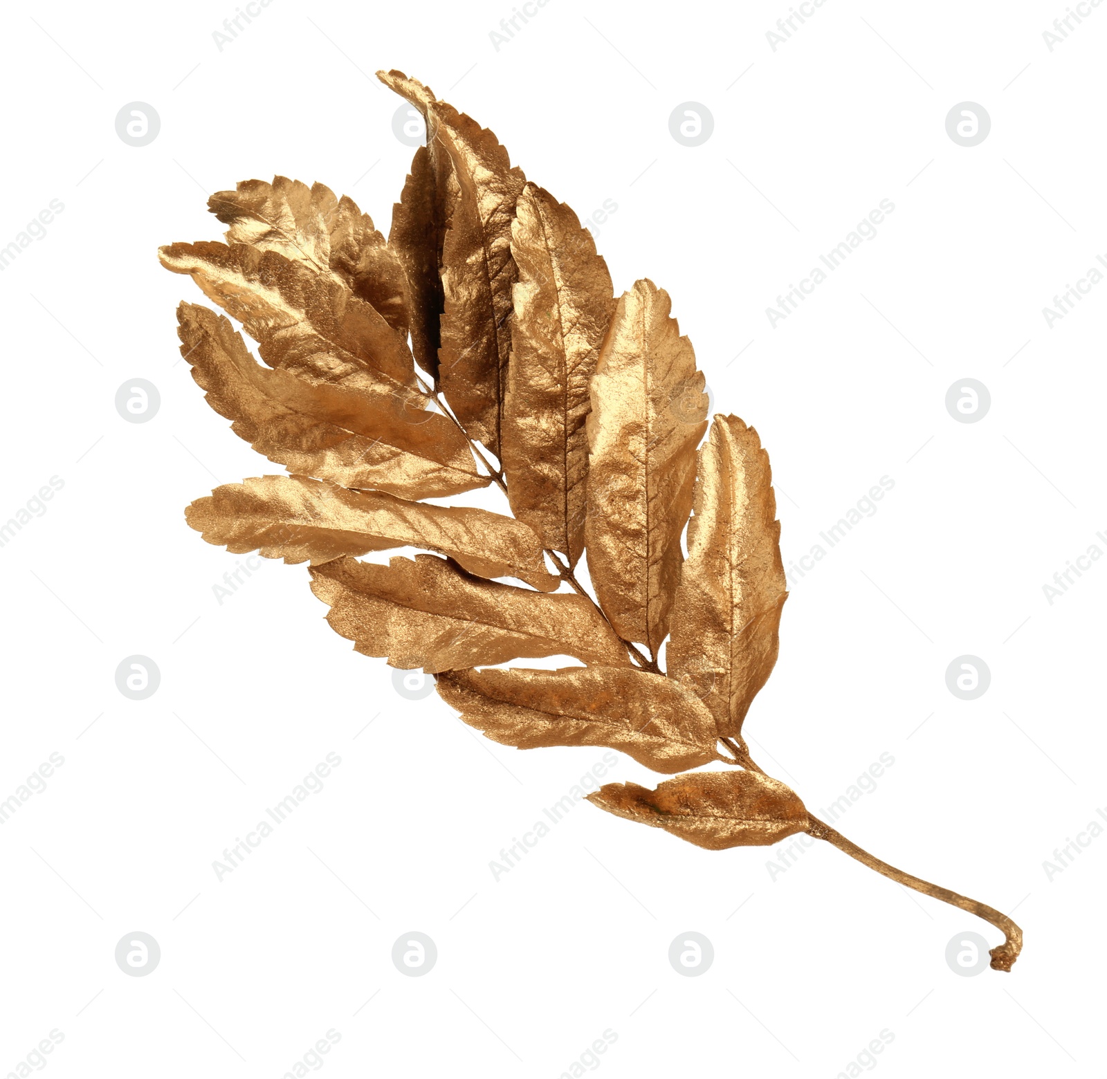 Photo of Twig of golden rowan leaves isolated on white. Autumn season