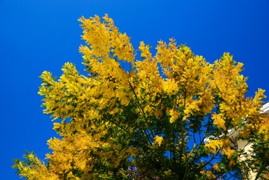 Photo of Beautiful view of mimosa tree with bright yellow flowers against blue sky