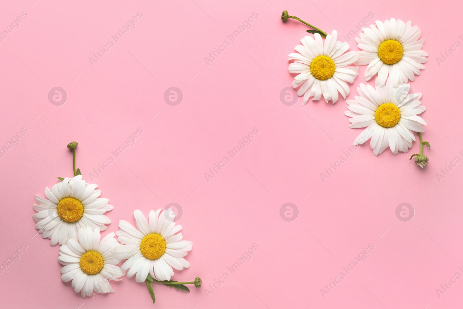 Photo of Beautiful chamomile flowers on pink background, top view. Space for text