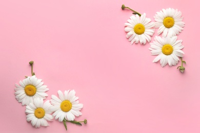 Beautiful chamomile flowers on pink background, top view. Space for text