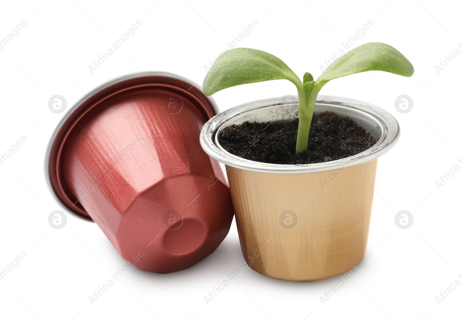 Photo of Green seedling growing in coffee capsule isolated on white