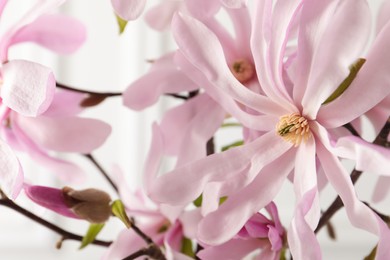 Magnolia tree branches with beautiful flowers on white background, closeup