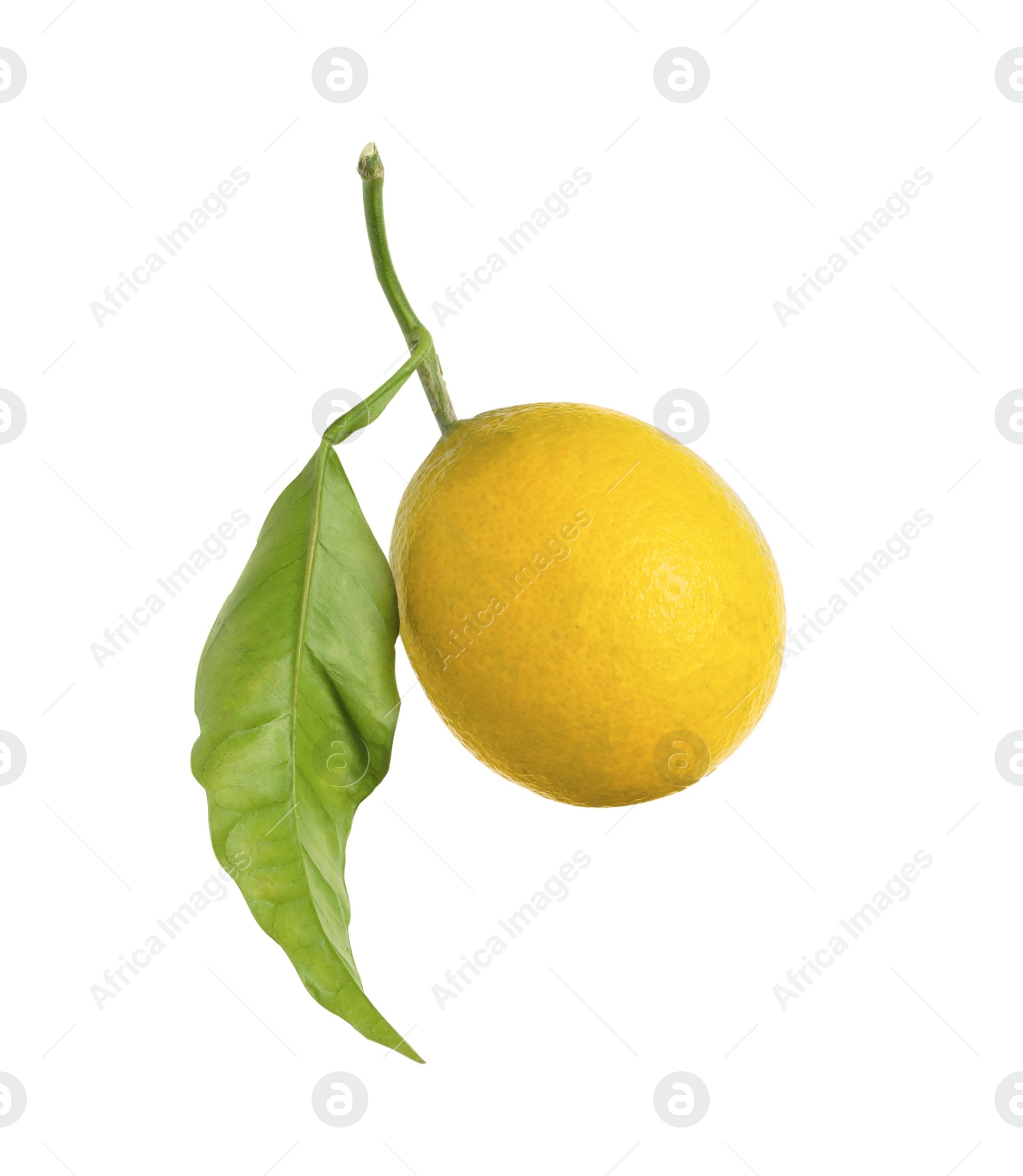 Photo of Fresh ripe lemon fruit with green leaf isolated on white