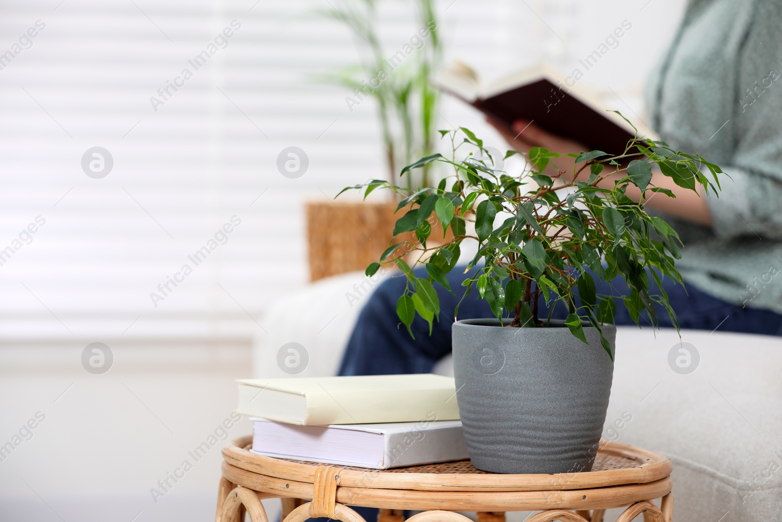 Photo of Woman reading in living room, focus on houseplant and books. Space for text