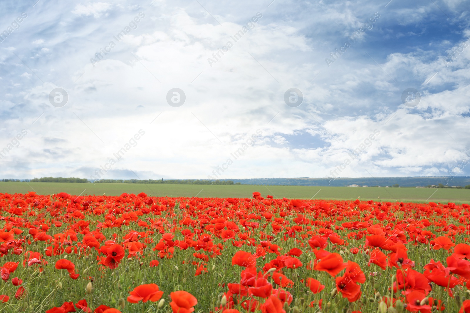 Photo of Beautiful red poppy flowers growing in field